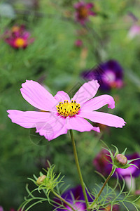 粉红色的花朵植物群叶子礼物生日花瓣花束植物宏观花园园艺图片