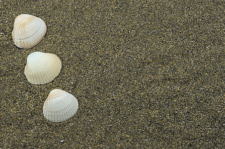 许多沙子和贝壳 完全用来做背轮碎石粮食动物生活纪念品砂岩支撑螺旋环境禅意图片