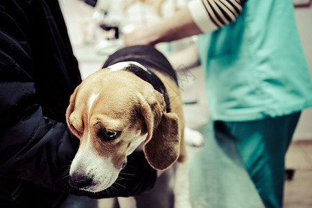 在手术准备室的兽医家养狗医疗宠物医生犬类治疗保健卫生诊断工作诊所图片