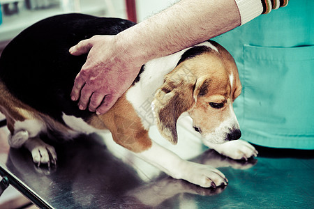 在手术准备室的兽医家养狗诊断宠物药品保健卫生考试专家犬类白色诊所图片