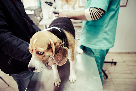 在手术准备室的兽医家养狗猎犬哺乳动物诊断犬类工作卫生专家宠物白色考试图片