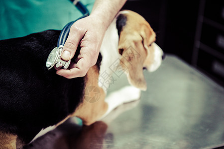 在手术准备室的兽医家养狗小狗动物诊所专家工作猎犬治疗白色医疗考试图片