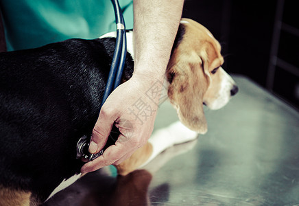 在手术准备室的兽医家养狗哺乳动物保健宠物药品治疗工作猎犬小狗医疗卫生图片