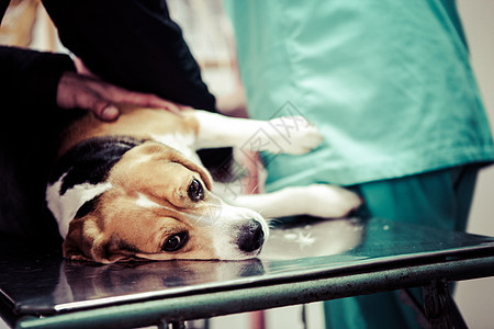 在手术准备室的兽医家养狗宠物犬类药品动物考试专家猎犬医生小狗诊所图片