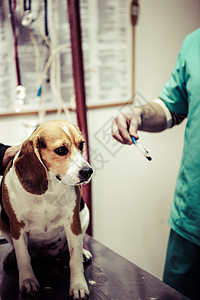 在手术准备室的兽医家养狗白色保健小狗动物药品治疗专家医疗猎犬诊所图片