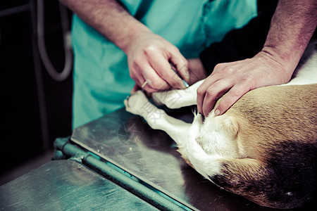 在手术准备室的兽医家养狗治疗药品卫生诊所诊断医生动物猎犬工作宠物图片