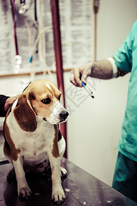 在手术准备室的兽医家养狗猎犬专家医疗小狗考试哺乳动物犬类药品卫生白色图片