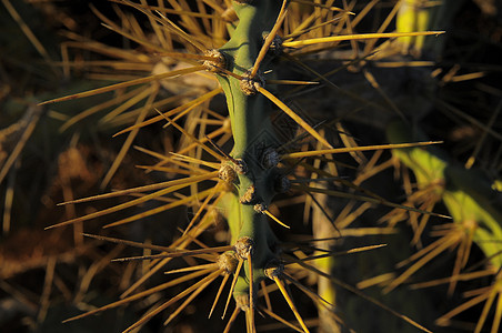 绿色普利皮梨植物学植物食物沙漠热带绿叶天空蓝色叶子水果图片