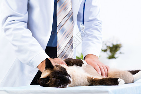 猫剪影检查猫的健康状况医生考试药品卫生成人动物专家宠物治疗医院背景