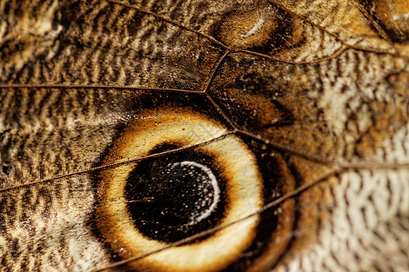 蝴蝶翅膀的宏观照片灰色热带动物荒野眼睛橙子黄色昆虫黑色圆圈图片