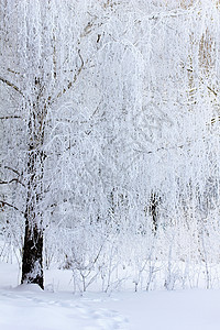 覆盖冰霜和雪雪的树枝图片