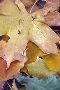 秋天的飞翔橡木季节草本标本馆蜻蜓翅膀季节性传单环境植物图片