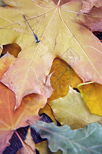 秋天的飞翔植物翅膀漏洞宏观标本馆概念季节性草本传单活力图片