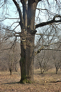 旧树干日志季节森林天空公园划痕阔叶木头裂缝灰色图片