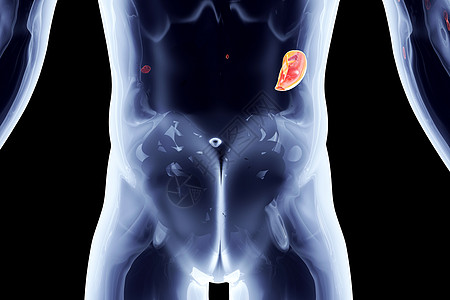 内部器官  脾x光学习系统男性插图科学计算机癌症教育生物学图片