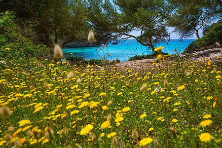 松绿的Balearic地中海海岸太阳支撑海洋树木海岸线晴天蓝色海景植物群图片