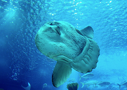 水族馆中的大型动物-鱼类(摩洛-摩拉或海洋太阳鱼)图片