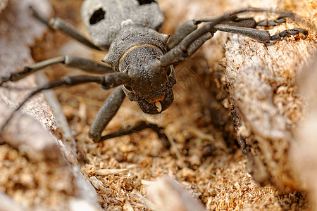 独角兽甲虫宏观红色鞘翅目漏洞焦点黑色长角野生动物动物群环境图片