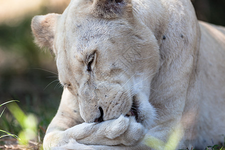 白狮子野生动物协会图片