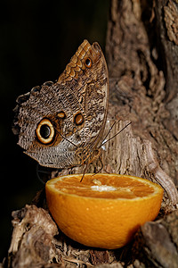 蝴蝶的宏观照片荒野翅膀营养昆虫黑色眼睛鳞翅目水果条纹圆圈图片