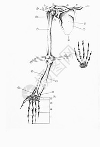 手和项圈骨背景图片