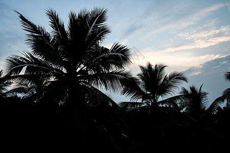 椰子树剪影棕榈树叶环影背景