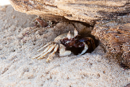 沙蟹和洞窝图片