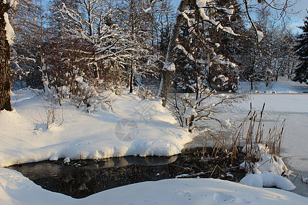 湖鸭子寒假池塘芦苇粉末树木太阳风景背景图片