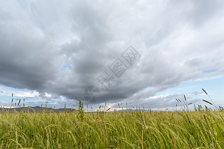 Teff 外地农田场地农场收成土地谷物特福乡村画眉植物图片