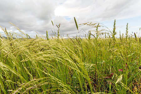 Teff 外地天空蓝天绿色稻草土地收成农场植物粮食画眉图片