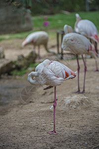远洋红磷荒野动物动物群翅膀热带野生动物白色情调粉色羽毛图片