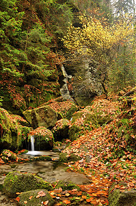 秋季小溪树叶荒野苔藓森林环境树木木头橙子流动河流图片