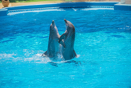 舞蹈探戈动物展示游泳喜悦游泳者生活蓝色荒野哺乳动物游戏图片