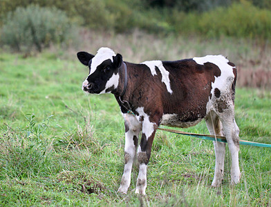 一只年轻的公牛站在田野里图片