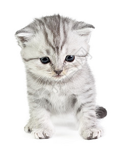 小猫咪坐着悲伤动物白色毛皮好奇心小猫悲哀图片