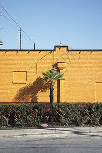 棕榈树和尖刺在黄墙旁图片