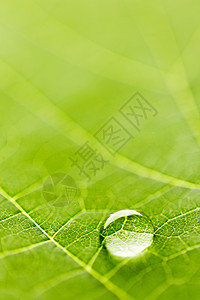叶子上滴水植物雨滴宏观环境水滴露珠液体图片