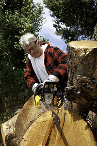 高级男子用电锯砍树桩图片