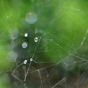 蜘蛛网和雨滴图片