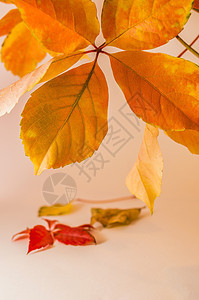 白背景的秋叶白色植物宏观棕色黄色树叶叶子季节性季节红色图片