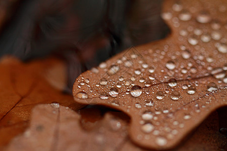 落叶上满是雨滴环境飞沫叶子黄色森林艺术水晶棕色古董季节性图片