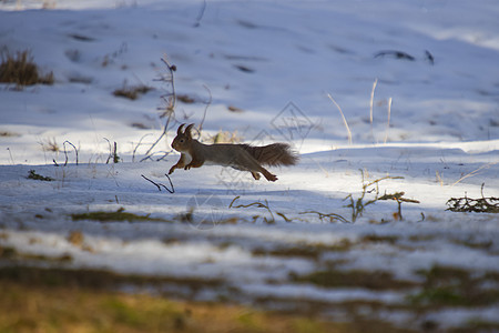 松鼠在地上跳跃眼睛地面森林橙子座位跑步哺乳动物坚果荒野生活图片