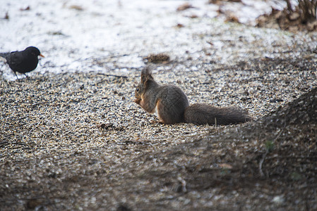 地面上的松松鼠坚果荒野野生动物跑步座位森林松鼠哺乳动物头发叶子图片