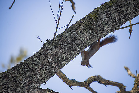 松鼠颠倒在树枝上坚果座位森林叶子毛皮生活眼睛地面哺乳动物橙子图片
