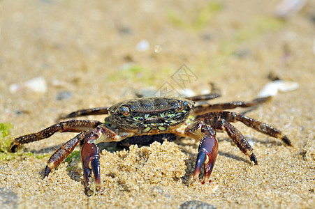 沙沙上天然螃蟹与海滩上的海对岸藻类荒野甲壳支撑野生动物旅行蓝色生活食物眼睛图片
