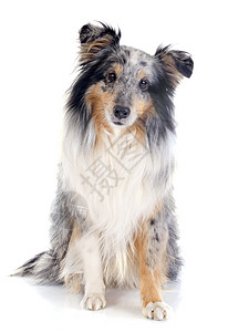 谢特兰狗三色犬类灰色动物蓝色工作室牧羊犬宠物图片