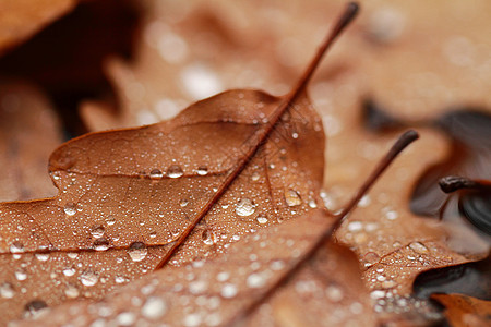 落叶上满是雨滴静脉宏观棕色黄色水晶古董环境叶子飞沫森林图片