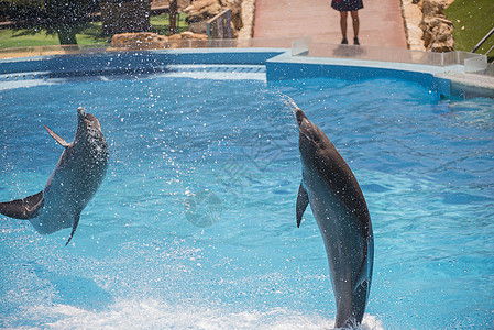 飞行海豚乐趣生物游泳蓝色自由力量游泳者海洋鼻子游戏图片