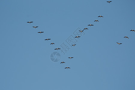 鹅飞荒野编队天空空气环境动物野生动物蓝色自由迁移图片