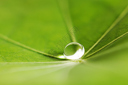绿叶上滴水液体露珠雨滴植物绿色宏观叶子飞沫环境图片